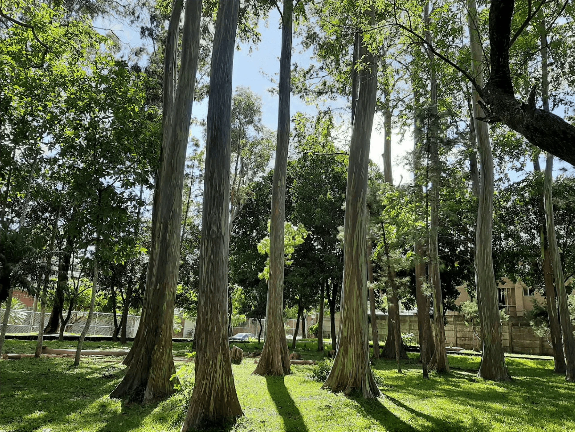 Parque Maquilishuat